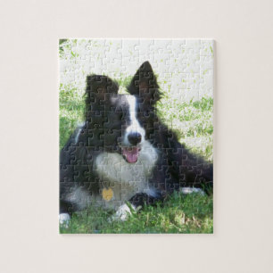 Quebra-cabeça Border collie