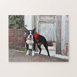 Quebra-cabeça Boston Terrier - milhas