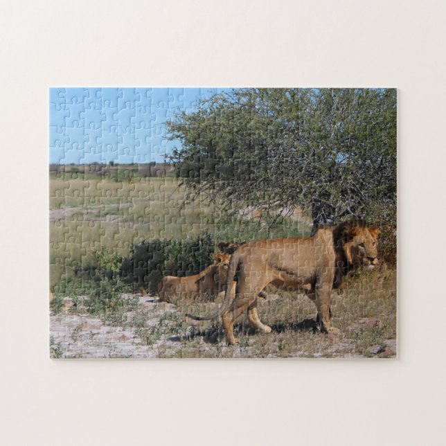 Quebra-cabeça Botsuana Central Kalahari Lions Savannah Viagem (Horizontal)