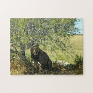 Quebra-cabeça Botswana Central Kalahari Lion Savannah África