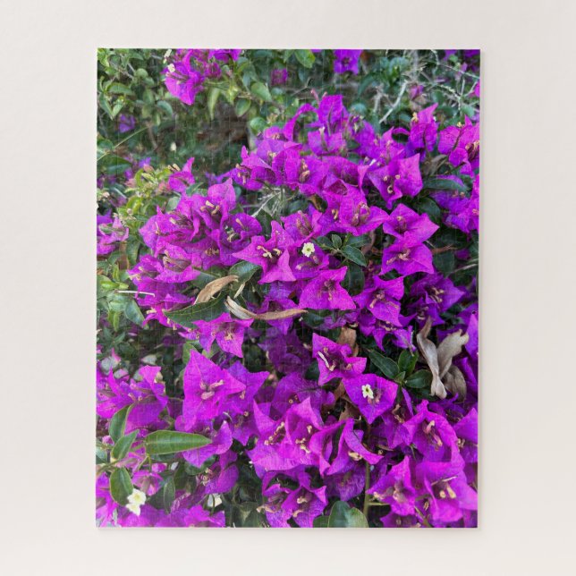 Quebra-cabeça Bougainvillea Roxa, Oakland (Vertical)