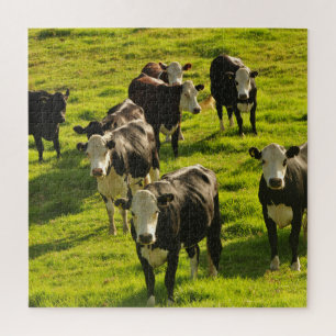 Quebra-cabeça Bovinos de vacas na grama verde