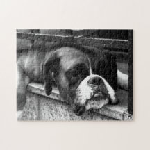 Boxer Dog On Windows 11x14 252pc jpcn