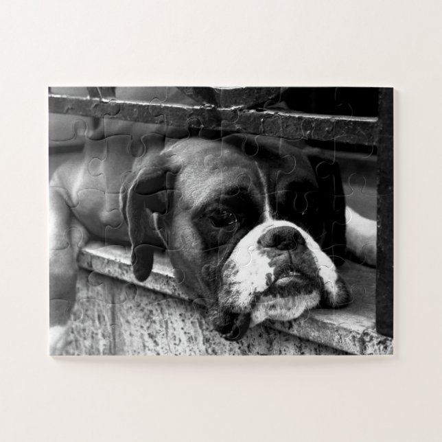Quebra-cabeça Boxer Dog On Windows 11x14 30pc jpcn (Horizontal)