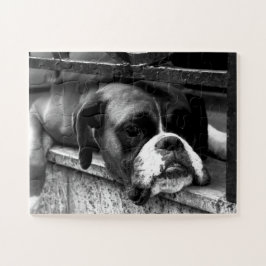 Quebra-cabeça Boxer Dog On Windows 11x14 30pc jpcna