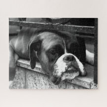 Boxer Dog On Windows 16x20 520pc jpcn