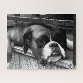 Quebra-cabeça Boxer Dog On Windows 16x20 jpcna 520pc