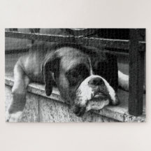 Boxer Dog On Windows 20x30 1014pc jpcn