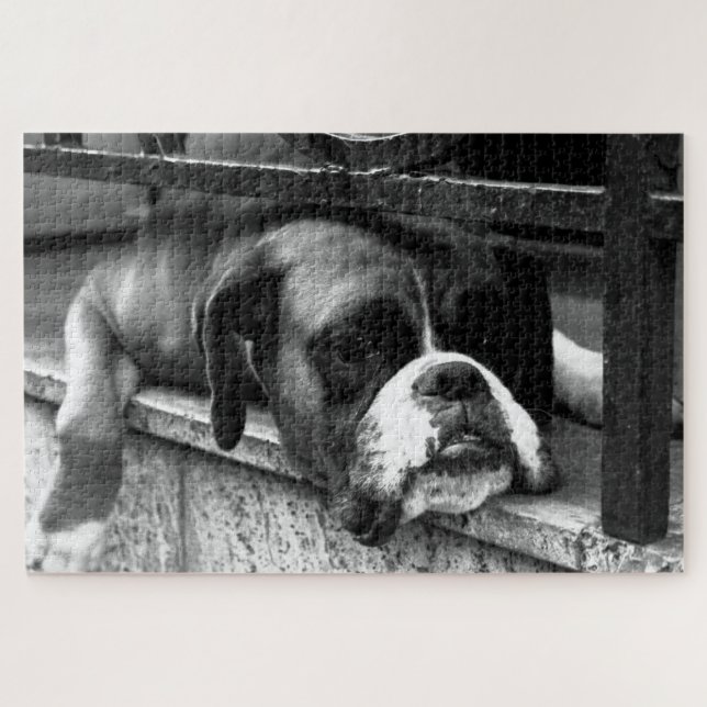 Quebra-cabeça Boxer Dog On Windows 20x30 1014pc jpcn (Horizontal)