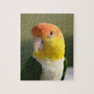 Quebra-cabeça Branco bonito papagaio inchado do Caique
