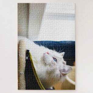 Quebra-cabeça branco do gato de Ragdoll