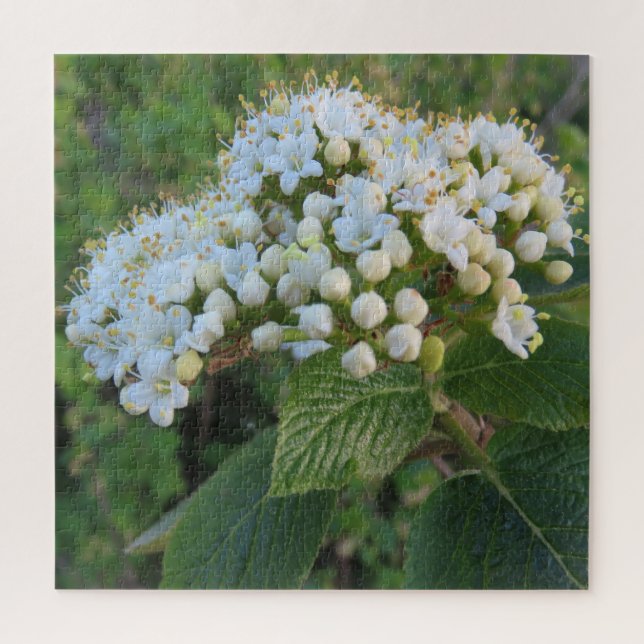 Quebra-cabeça branco, fundo, florir, flor, natureza, verão, (Vertical)