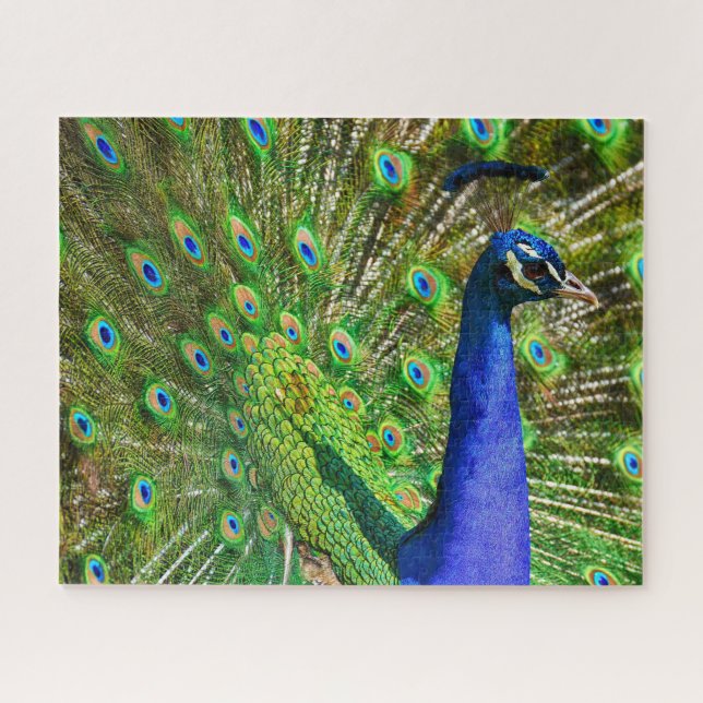 Quebra-cabeça Brilhante de Peacock Azul (Horizontal)