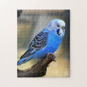 Quebra-cabeça Budgie