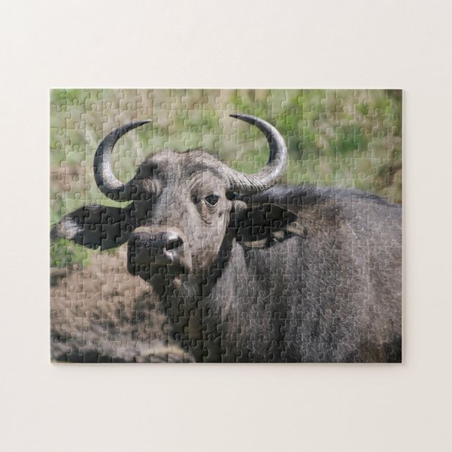 Quebra-cabeça Búfalo de Água Africano (Horizontal)
