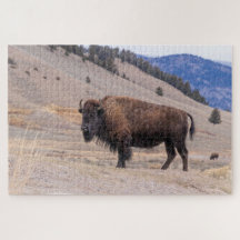 Buffalo Bison American Willife