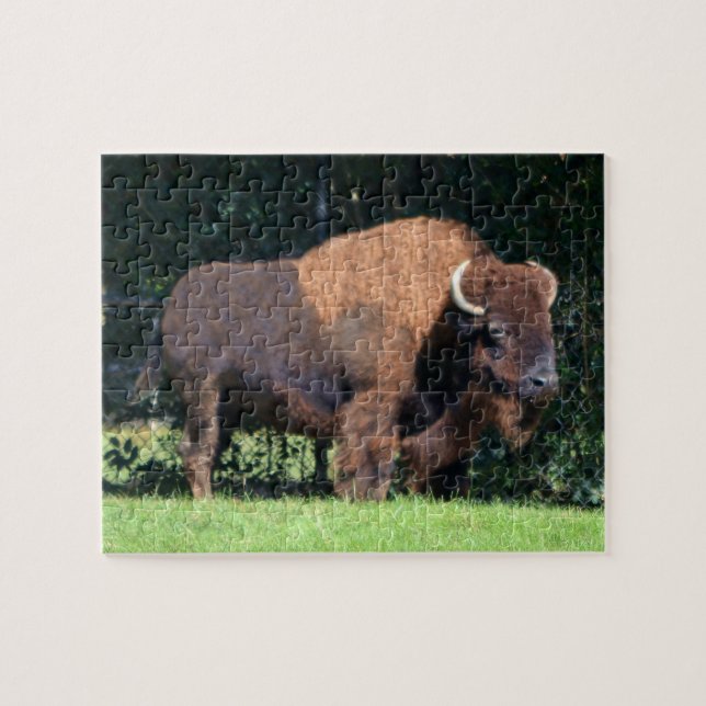 Quebra-cabeça Buffalo (Bison) Kansas, Oklahoma, Wyoming (Horizontal)