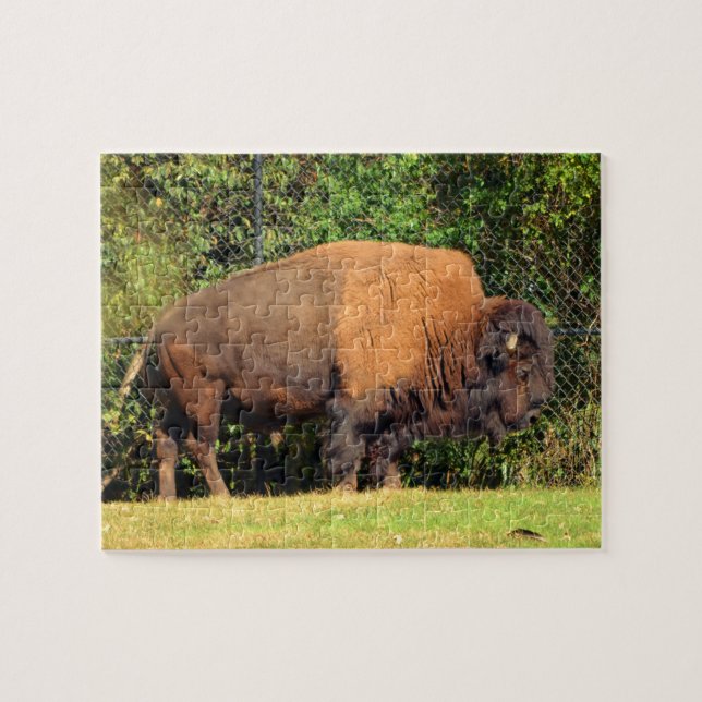 Quebra-cabeça Buffalo (Bison) Kansas, Oklahoma, Wyoming (Horizontal)