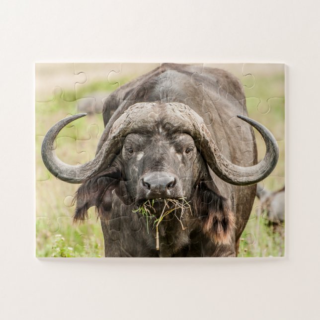 Quebra-cabeça Buffalo Grazing (Horizontal)