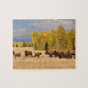 Quebra-cabeça Buffalo Wyoming