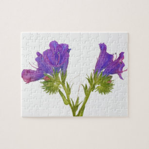 Quebra-cabeça Bugloss roxo das víboras (plantagineum do echium)