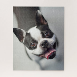 Quebra-cabeça Buldogue francês das imagens de Getty
