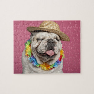 Quebra-cabeça Buldogue inglês (18 meses velho) que veste uma