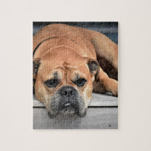 Quebra-cabeça Bull Dog