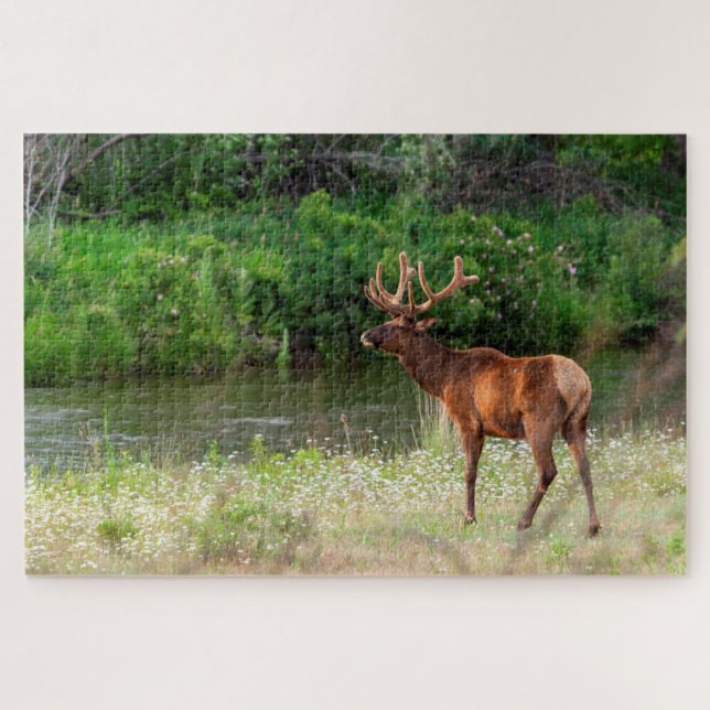 Quebra-cabeça Bull Elk in the National Bison Range, Montana (Horizontal)