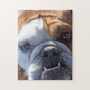Quebra-cabeça Bulldog Adorável