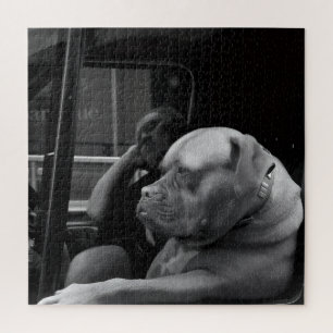 Quebra-cabeça Bulldog Mastiff Atrás do Volante Preto e Branco 