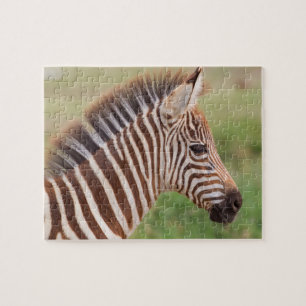 Quebra-cabeça Cabeça de zebra bebê, Tanzânia