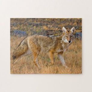 Quebra-cabeça Caça ao coiote (Canis Latrans)