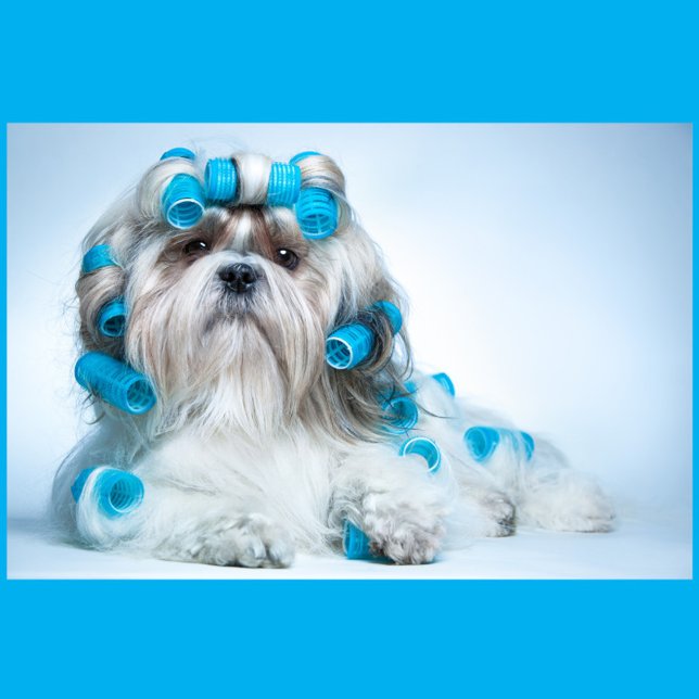 Quebra-cabeça Cachorro (A Shih Tzu dog lying down, adorned with numerous blue hair rollers.)