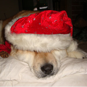 Quebra-cabeça cachorro akita fofo dormindo vestido de natal