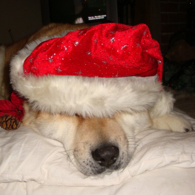 Quebra-cabeça cachorro akita fofo dormindo vestido de natal (Criador carregado)