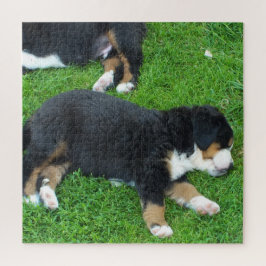 Quebra-cabeça cachorro, animal de estimação, fofo, animal, raça,