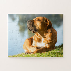 Quebra-cabeça Cachorro Boerboel apreciando o Sol
