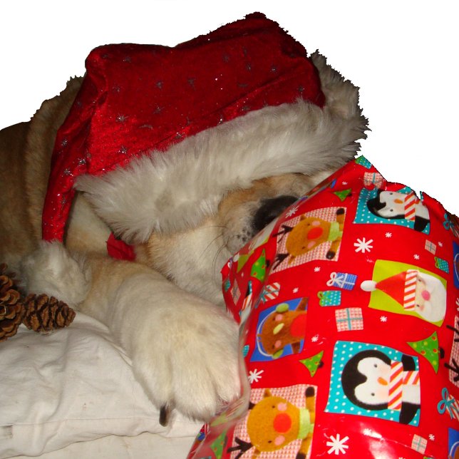 Quebra-cabeça Cachorro bonito com chapéu vermelho de santa no na (Criador carregado)