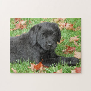 Quebra-cabeça Cachorro Cachorro Negro-Labrador-Retriever