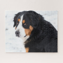 Quebra-cabeça Cachorro da Montanha Bernese na neve
