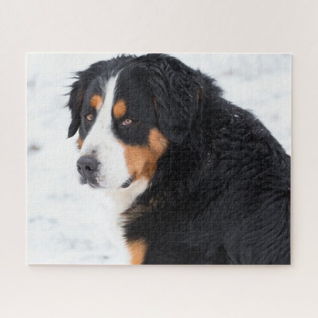 Quebra-cabeça Cachorro da Montanha Bernese na neve (Horizontal)