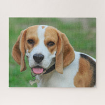 Cachorro de Beagle Hound