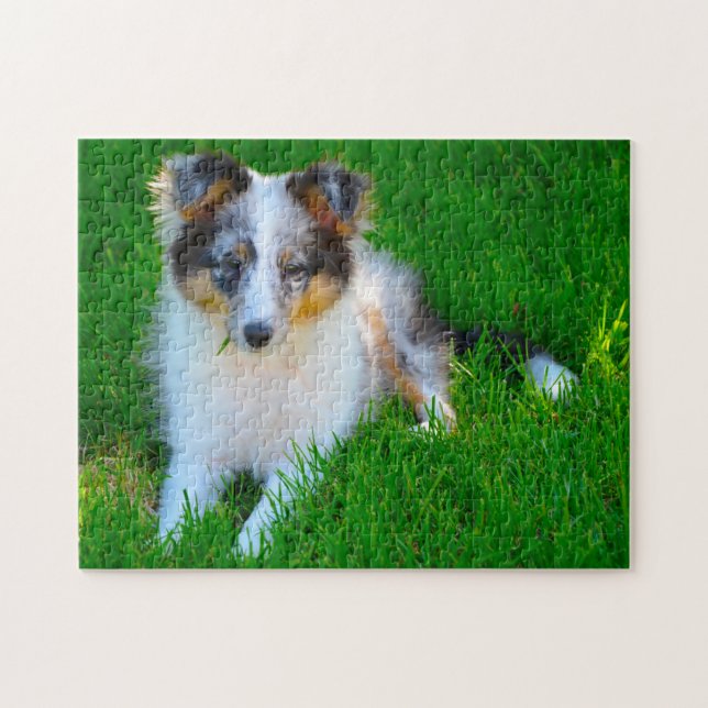 Quebra-cabeça Cachorro de Pastoreio Shetland Jigsaw. (Horizontal)