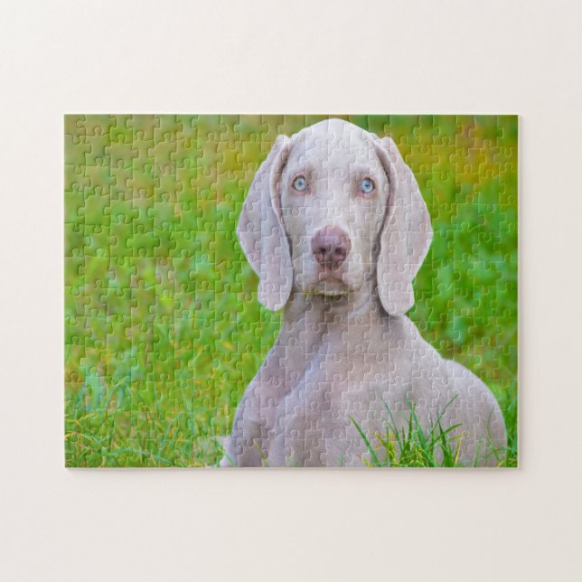 Quebra-cabeça Cachorro do Weimaraner Jigsaws (Horizontal)