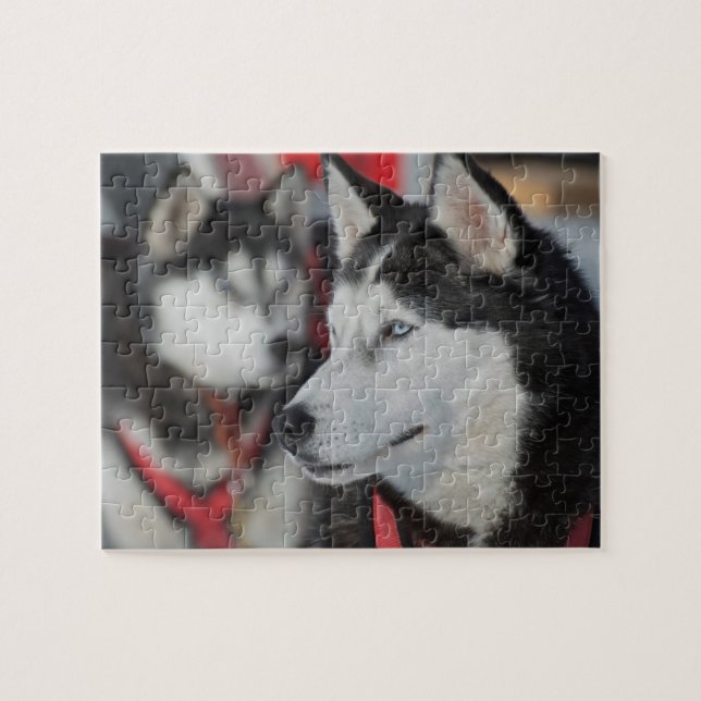 Quebra-cabeça Cachorro Husky antes de uma corrida, Canadá (Horizontal)