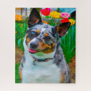 Quebra-cabeça Cachorro Koolie.