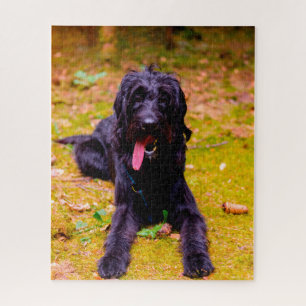 Quebra-cabeça Cachorro Labradoodle.