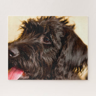 Quebra-cabeça Cachorro Labradoodle.