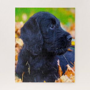 Quebra-cabeça Cachorro Labradoodle.